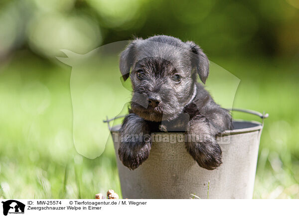 Zwergschnauzer Welpe in Eimer / MW-25574