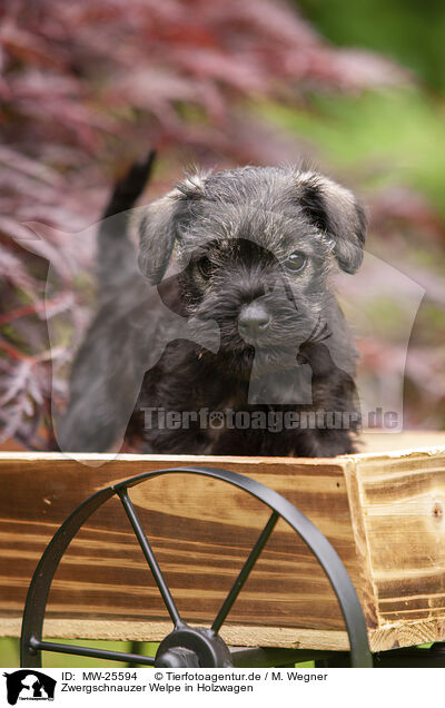 Zwergschnauzer Welpe in Holzwagen / Miniature schnauzer puppy in wooden cart / MW-25594