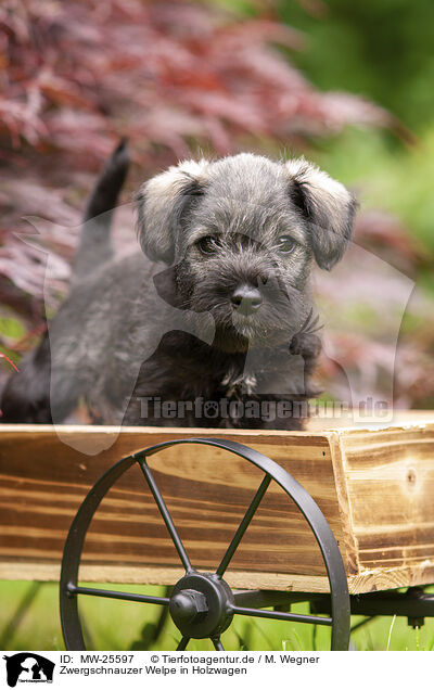 Zwergschnauzer Welpe in Holzwagen / Miniature schnauzer puppy in wooden cart / MW-25597