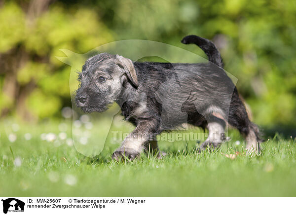 rennender Zwergschnauzer Welpe / MW-25607