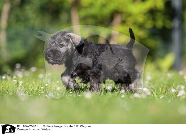 Zwergschnauzer Welpe / Miniature Schnauzer puppy / MW-25615