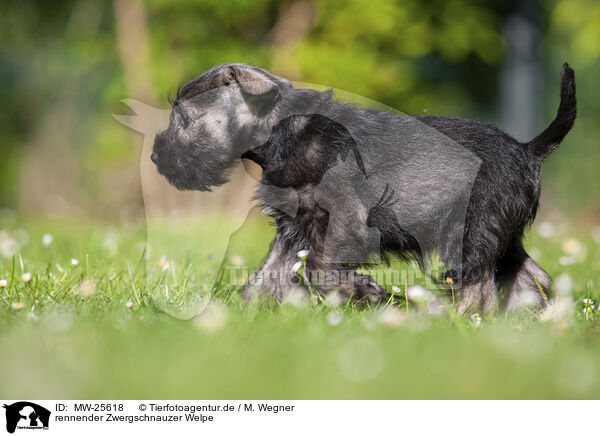 rennender Zwergschnauzer Welpe / MW-25618