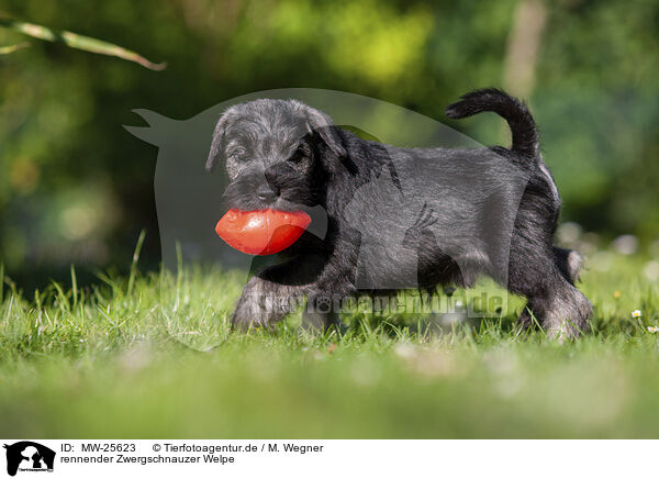 rennender Zwergschnauzer Welpe / MW-25623