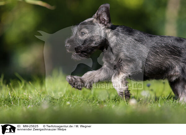 rennender Zwergschnauzer Welpe / MW-25625
