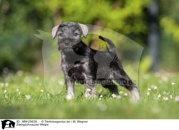 Zwergschnauzer Welpe / Miniature Schnauzer puppy / MW-25629