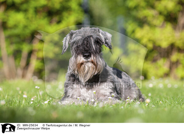 Zwergschnauzer Welpe / MW-25634