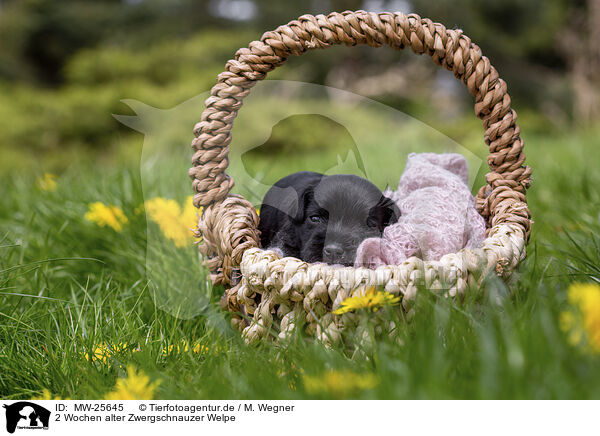 2 Wochen alter Zwergschnauzer Welpe / MW-25645