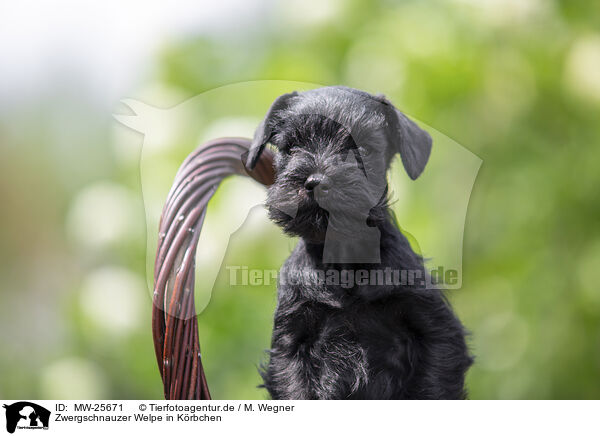 Zwergschnauzer Welpe in K�rbchen / Miniature Schnauzer in basket / MW-25671