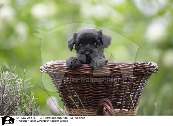 4 Wochen alter Zwergschnauzer Welpe / 4 weeks old Miniature Schnauzer / MW-25676