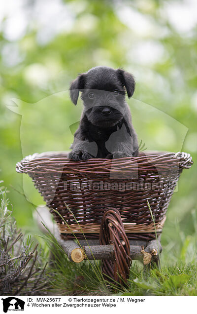 4 Wochen alter Zwergschnauzer Welpe / 4 weeks old Miniature Schnauzer / MW-25677