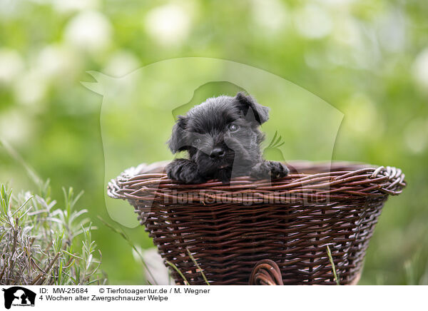 4 Wochen alter Zwergschnauzer Welpe / MW-25684