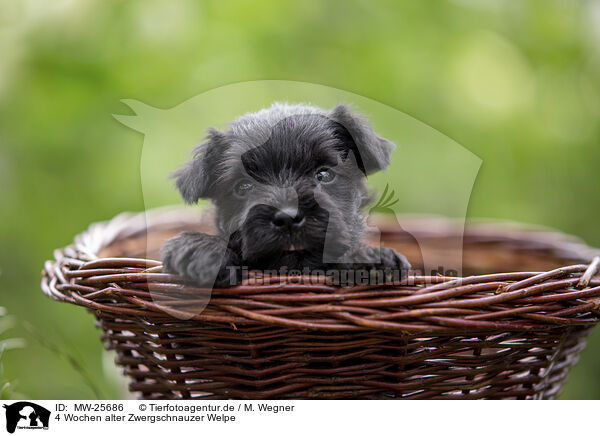 4 Wochen alter Zwergschnauzer Welpe / MW-25686