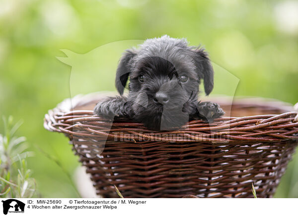 4 Wochen alter Zwergschnauzer Welpe / MW-25690