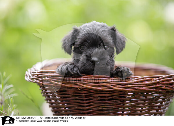4 Wochen alter Zwergschnauzer Welpe / MW-25691