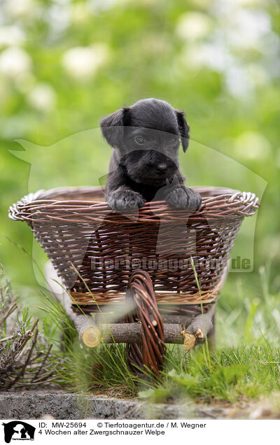 4 Wochen alter Zwergschnauzer Welpe / 4 weeks old Miniature Schnauzer / MW-25694