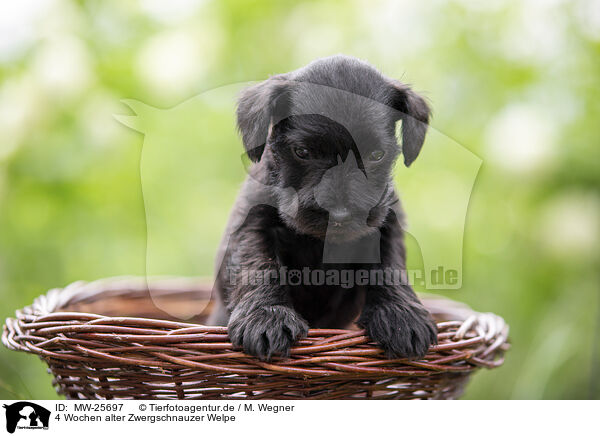 4 Wochen alter Zwergschnauzer Welpe / MW-25697