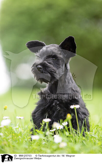 Zwergschnauzer Welpe / MW-25703