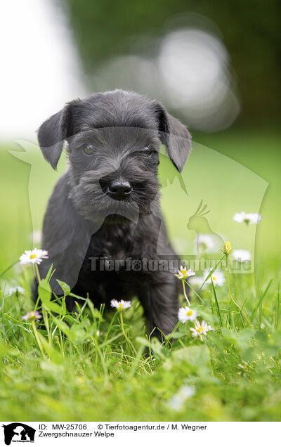 Zwergschnauzer Welpe / MW-25706
