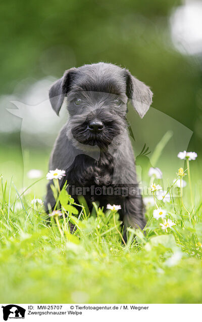 Zwergschnauzer Welpe / MW-25707