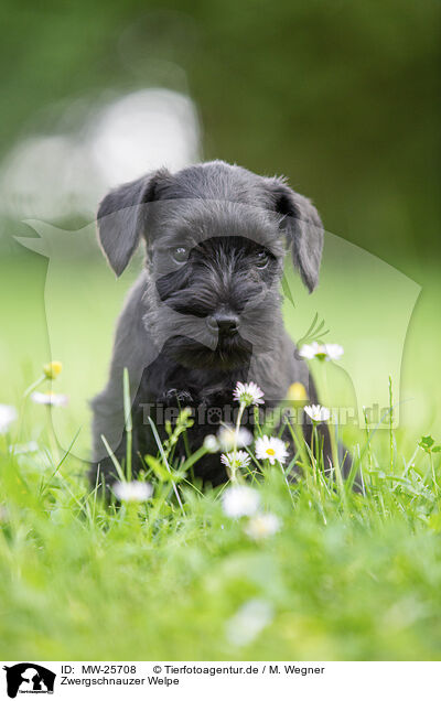 Zwergschnauzer Welpe / MW-25708