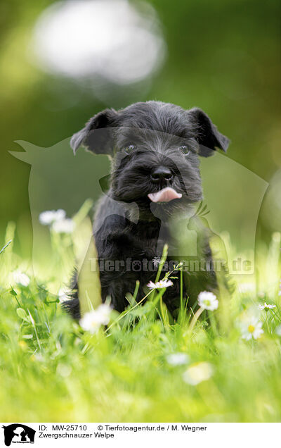 Zwergschnauzer Welpe / MW-25710