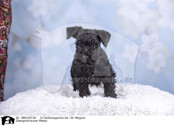 Zwergschnauzer Welpe / MW-25739