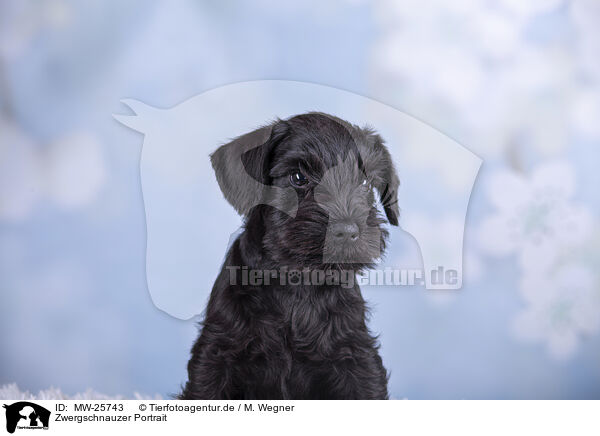 Zwergschnauzer Portrait / Miniature Schnauzer Portrait / MW-25743