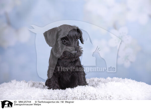 Zwergschnauzer Welpe / MW-25744