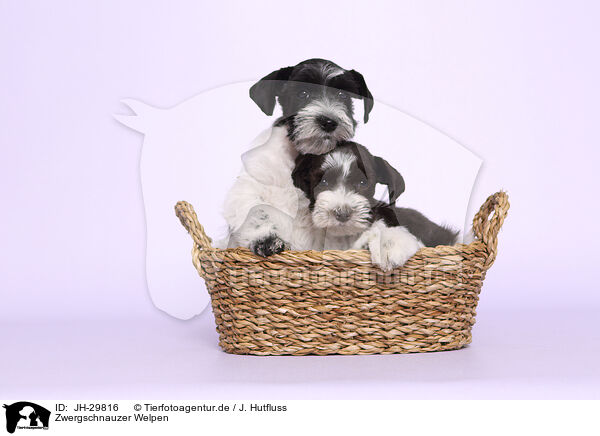 Zwergschnauzer Welpen / Miniature Schnauzer Puppies / JH-29816