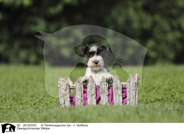 Zwergschnauzer Welpe / Miniature Schnauzer Puppy / JH-30253