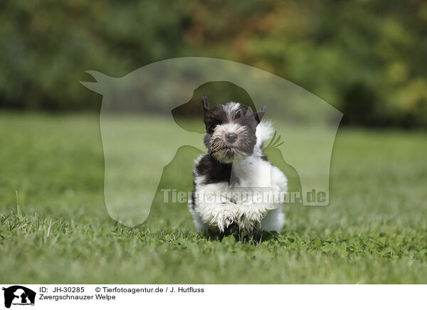 Zwergschnauzer Welpe / Miniature Schnauzer Puppy / JH-30285
