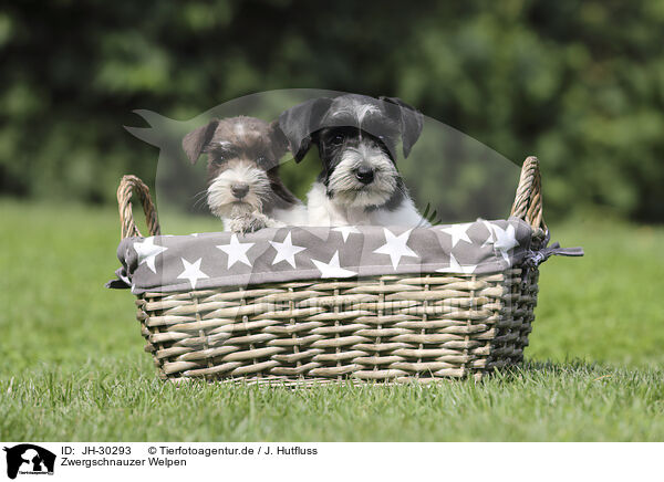 Zwergschnauzer Welpen / Miniature Schnauzer Puppies / JH-30293