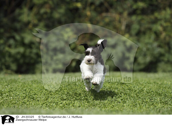 Zwergschnauzer Welpe / Miniature Schnauzer Puppy / JH-30325