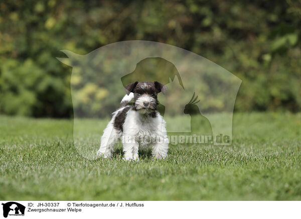 Zwergschnauzer Welpe / Miniature Schnauzer Puppy / JH-30337