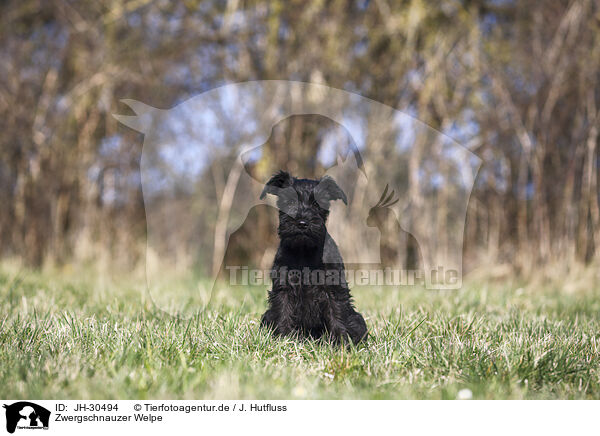 Zwergschnauzer Welpe / Miniature Schnauzer Puppy / JH-30494