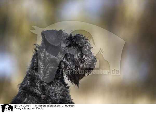 Zwergschnauzer Hndin / JH-30534