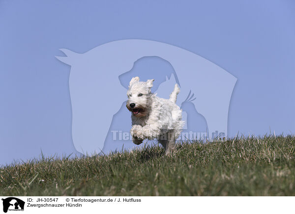 Zwergschnauzer Hndin / female Miniature Schnauzer / JH-30547