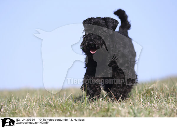 Zwergschnauzer Hndin / JH-30559