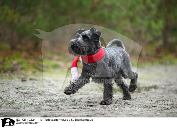 Zwergschnauzer / KB-10224