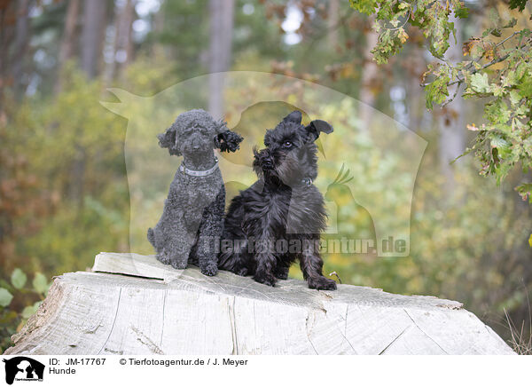 Hunde / dogs / JM-17767