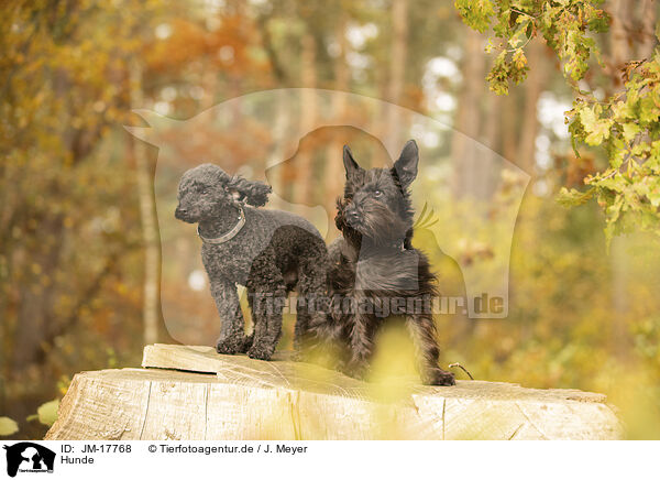 Hunde / JM-17768