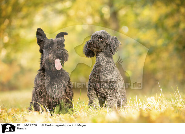 Hunde / dogs / JM-17776