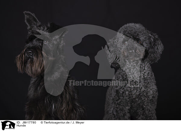 Hunde / JM-17780