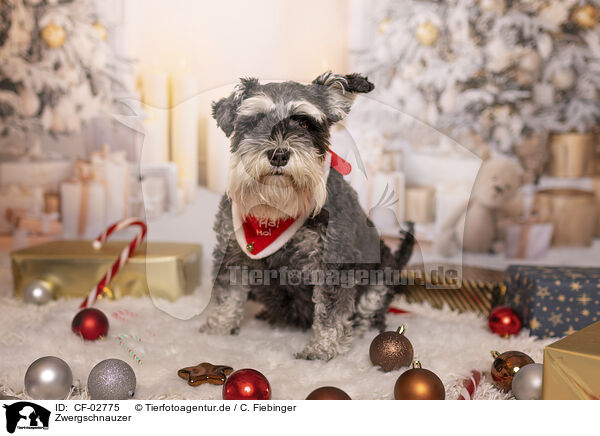 Zwergschnauzer / Miniature Schnauzer / CF-02775
