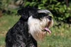 Zwergschnauzer Portrait