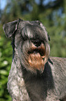 Zwergschnauzer Portrait