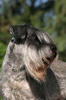 Zwergschnauzer Portrait