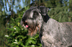 Zwergschnauzer Portrait