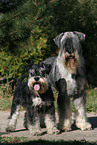 Zwergschnauer and Mittelschnauer