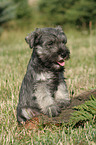 Zwergschnauzer Welpe